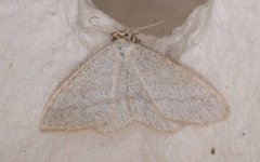 Smoky Wave (Scopula ternata)