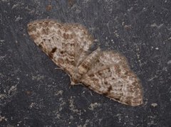 Cloaked Pug (Eupithecia abietaria)