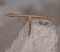 Tveskjeggveronikafjærmøll (Stenoptilia pterodactyla)