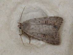 Bakkeurtefly (Athetis gluteosa)