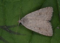 Bakkeurtefly (Athetis gluteosa)