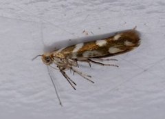 Oreblomstmøll (Argyresthia goedartella)