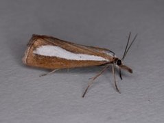 Pearl-band Grass Veneer (Catoptria margaritella)