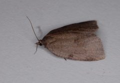 Large Ivy Tortrix (Lozotaenia forsterana)