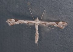 Goldenrod Plume (Platyptilia calodactyla)