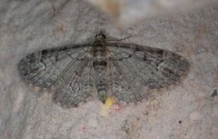 Green Pug (Pasiphila rectangulata)