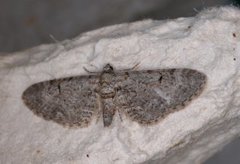 Gjeldkarvedvergmåler (Eupithecia pimpinellata)