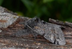 Heibørstespinner (Gynaephora fascelina)