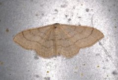 Bueengmåler (Idaea straminata)