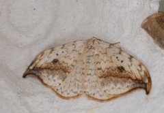 Pebble Hook-tip (Drepana falcataria)