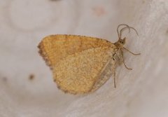 Rannoch Looper (Macaria brunneata)