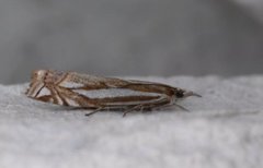 Tannebbmott (Crambus pratella)