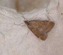 Straw-barred Pearl (Pyrausta despicata)