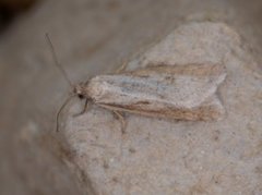 Dotted Shade (Eana osseana)
