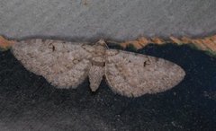 Gjeldkarvedvergmåler (Eupithecia pimpinellata)