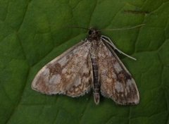 Elder Pearl (Anania coronata)