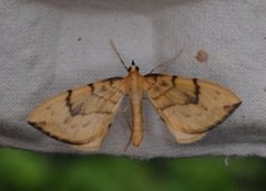 Sløyfemåler (Eulithis pyraliata)