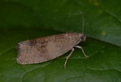 Great Marble (Pseudosciaphila branderiana)
