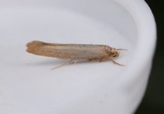 Argyresthia