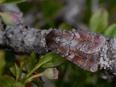 Grått fjellbakkefly (Xestia alpicola)