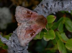 Rødt fjellbakkefly (Xestia tecta)