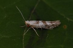 Gold Rowan Argent (Argyresthia sorbiella)