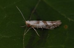 Argyresthia sorbiella