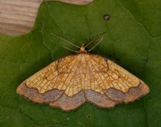 Dark Bordered Beauty (Epione vespertaria)