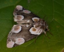 Flekkhalvspinner (Thyatira batis)