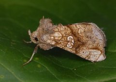 Tyrihjelmfly (Polychrysia moneta)