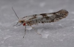 Gold Rowan Argent (Argyresthia sorbiella)