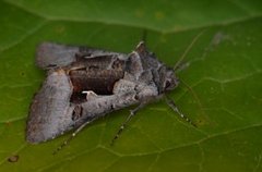 Fjellmetallfly (Syngrapha diasema)