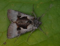 Fjellmetallfly (Syngrapha diasema)