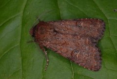 Rødt fjellengfly (Apamea schildei)