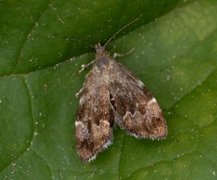 Neslebredmøll (Anthophila fabriciana)