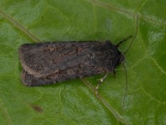 Svart jordfly (Euxoa nigricans)