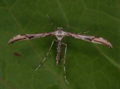 Bakkestjernefjærmøll (Oidaematophorus rogenhoferi)