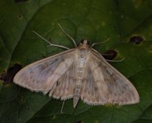 Mother of Pearl (Patania ruralis)