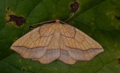 Seljebrannmåler (Epione repandaria)