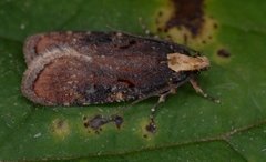 Large Purple Flat-body (Agonopterix liturosa)