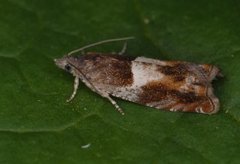 Nut Bud Moth (Epinotia tenerana)