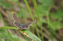 Brun blåvinge (Aricia eumedon)