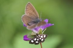 Gullrisengmott (Anania funebris)