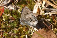 Myrblåvinge (Plebejus optilete)