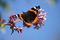 Admiral (Vanessa atalanta)