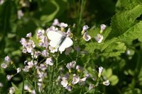 Rapssommerfugl (Pieris napi)