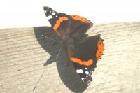 Admiral (Vanessa atalanta)