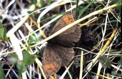Dewy Ringlet (Erebia pandrose)