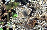 Moltesmyger (Pyrgus centaureae)