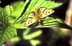 Northern Chequered Skipper (Carterocephalus silvicola)
